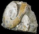Wide Polished Ammonite Cluster - Cyber Monday Deal! #51539-3